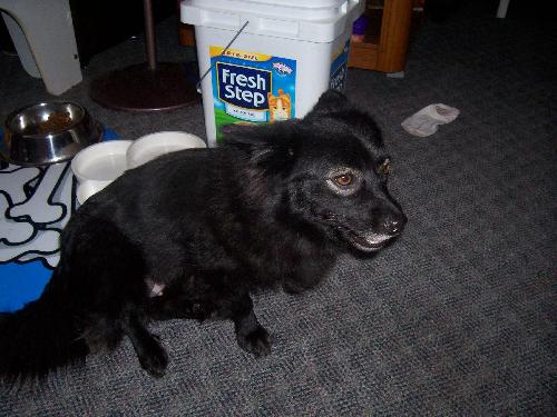Blacky