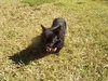 Blacky