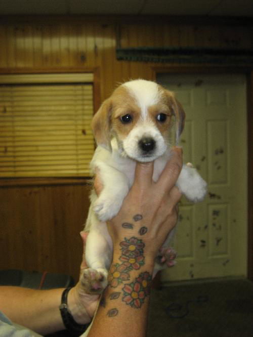 Dottie