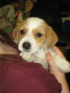 Dottie