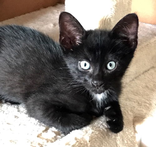 Otis