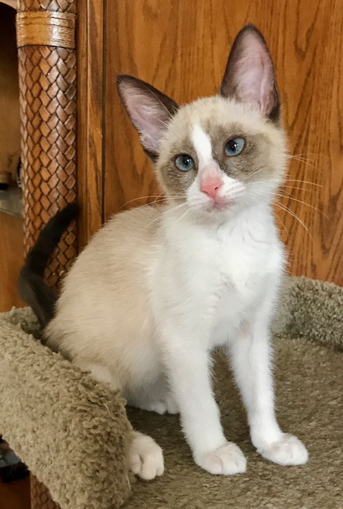 Hazel