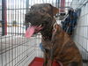 Dozer