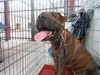 Dozer