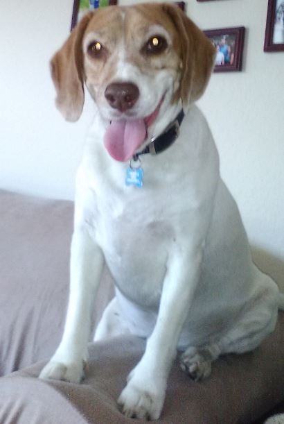Toby (courtesy listing)