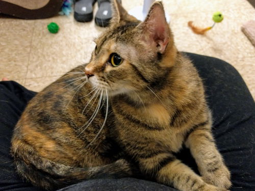 Teela