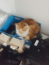 Rascal