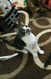 Princess Penelope