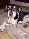 Tellie - Courtesy listing