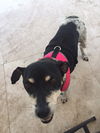 Tellie - Courtesy listing