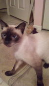 Koala and Emmy (Courtesy Listing)