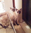 Koala and Emmy (Courtesy Listing)