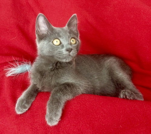 Zena