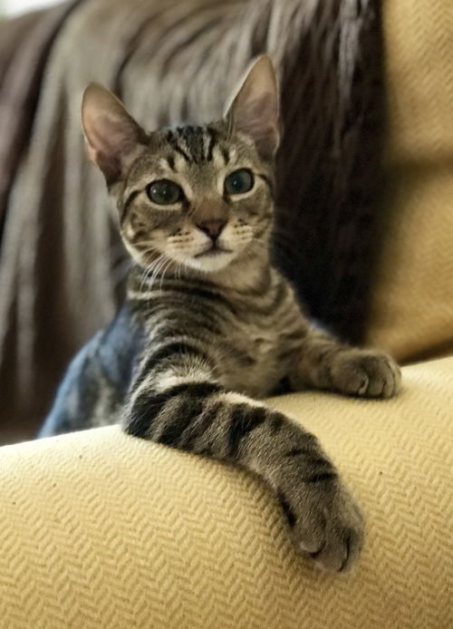 Remington