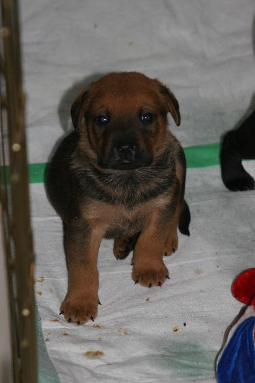 Brownie
