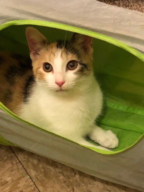 Bella