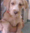 Barney