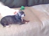 Jessie