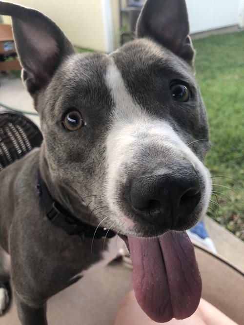 Blue Belle