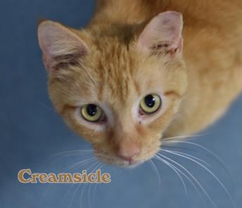 Creamsicle