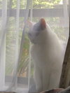 Missy