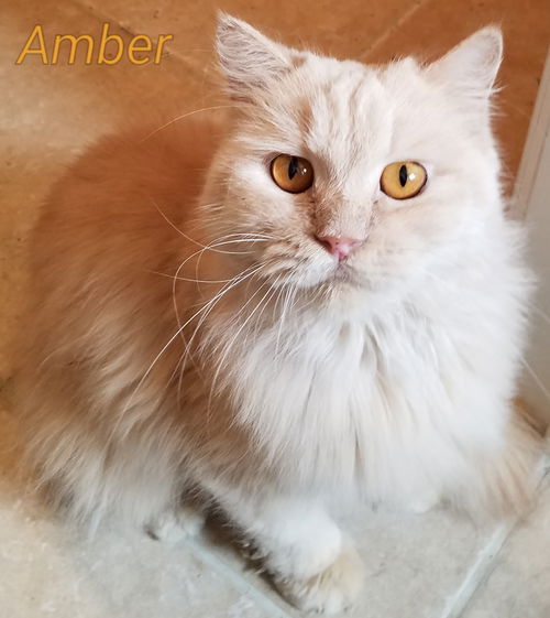 Amber