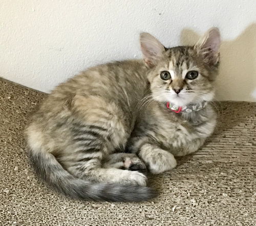 Isabella