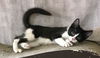 Ravenpaw