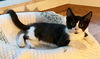 Ravenpaw