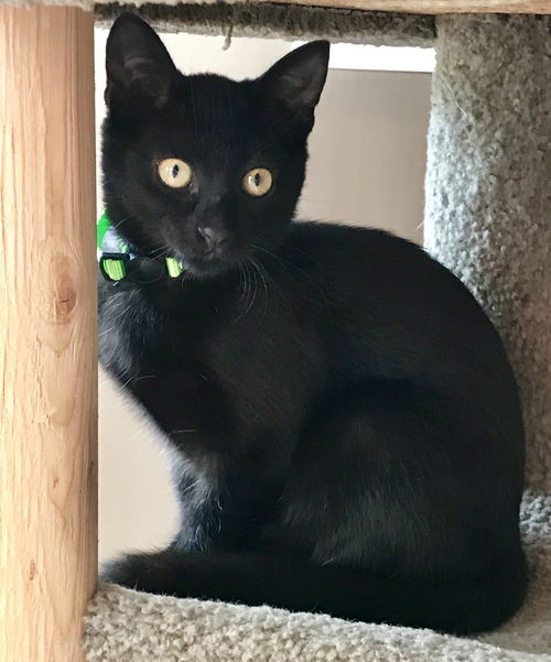 Kit Kit