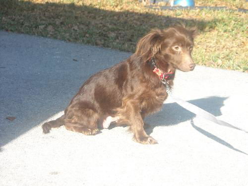 Dutchess
