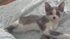 Smudge