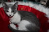 Smudge
