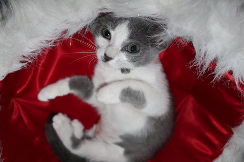Smudge