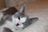 Smudge