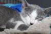 Smudge