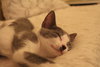 Smudge