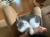 Smudge