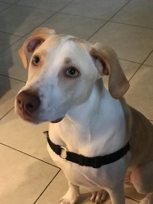 Spot (Courtesy Listing)