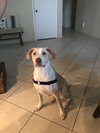 Spot (Courtesy Listing)