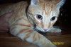 Punkin