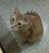 Punkin