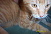 Punkin