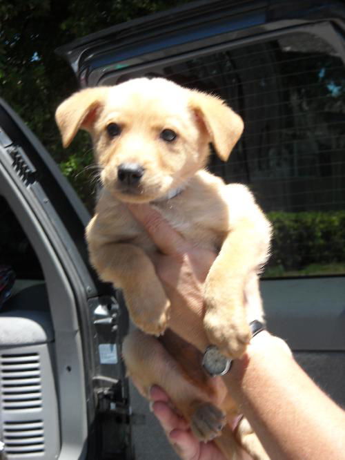 Rocco
