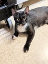 Sylvester