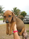 Duke
