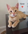 Hunter