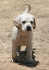 Baloo