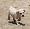 Balto