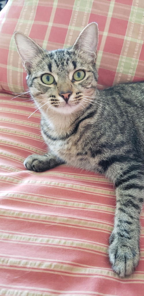 Maisy